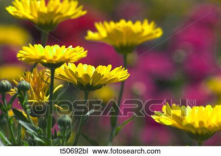 Stock Image - Flowers. Fotosearch