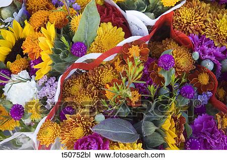 Flowers View Large Photo Image Stock Image - Flowers. Fotosearch