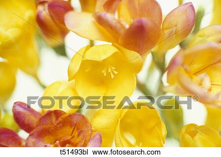 Flowers View Large Photo Image Stock Image - Flowers. Fotosearch