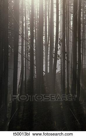 Forest View Large Photo Image Stock Image - Forest. Fotosearch
