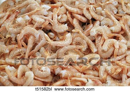 Fresh shrimps View Large Photo Image Stock Image - Fresh shrimps. Fotosearch