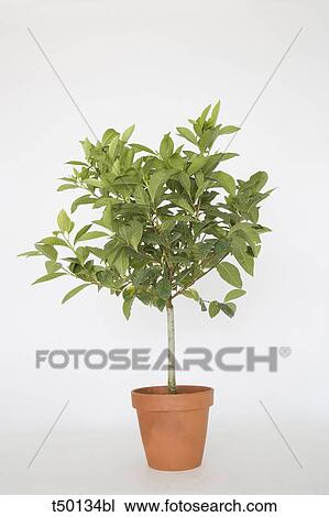 Gardenia in pot View Large Photo Image Stock Image - Gardenia in pot. Fotosearch