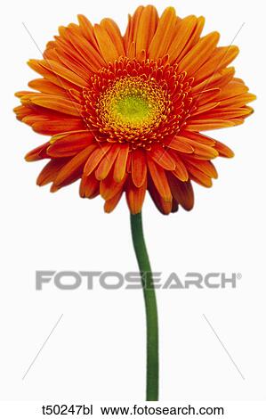 Gerbera View Large Photo Image Stock Image - Gerbera. Fotosearch