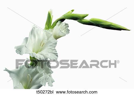 Gladiolus View Large Photo Image Stock Image - Gladiolus. Fotosearch