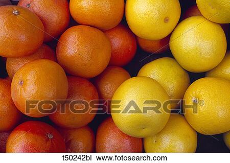 Grapefruits View Large Photo Image Stock Image - Grapefruits. Fotosearch