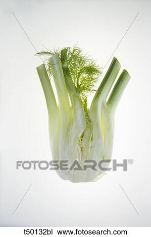 Stock Image - Half Fennel. Fotosearch