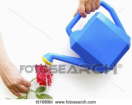 Stock Image - Hands irrigating a rose. Fotosearch