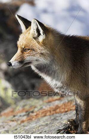 Italy, Aosta Valley, Gran Paradiso National Park, Valnontey fox (Vulpes, Vulpes) View Large Photo Image Stock Image - Italy, Aosta Valley, Gran Paradiso National Park, Valnontey fox (Vulpes, Vulpes). Fotosearch
