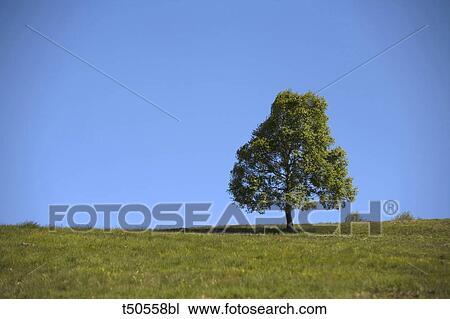 Italy, Piedmont, lonesome tree View Large Photo Image Stock Image - Italy, Piedmont, lonesome tree. Fotosearch