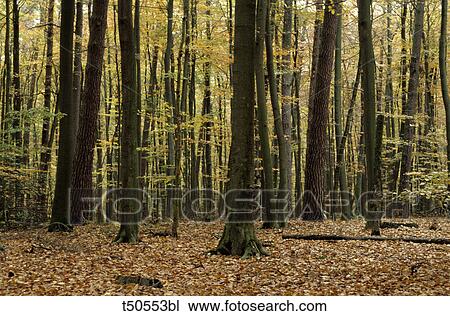 Stock Image - Italy, Piedmont, Mottarone, Cusio. Fotosearch