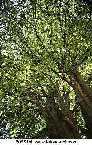 Italy, Piedmont, Stresa, trees View Large Photo Image Stock Image - Italy, Piedmont, Stresa, trees. Fotosearch
