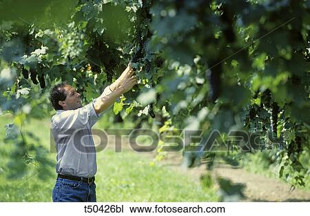 Italy, Veneto, man in vineyard checking the grapes View Large Photo Image Stock Image - Italy, Veneto, man in vineyard checking the grapes. Fotosearch