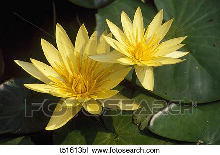 Italy, Veneto, Padua, botanic park, water lily flower View Large Photo Image Stock Image - Italy, Veneto, Padua, botanic park, water lily flower. Fotosearch