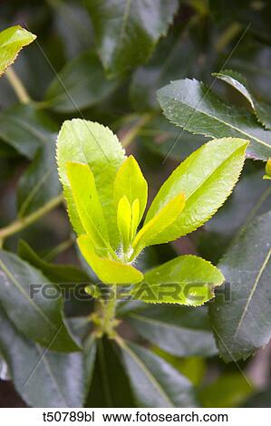 Leaves of strawberry tree View Large Photo Image Stock Image - Leaves of strawberry tree. Fotosearch