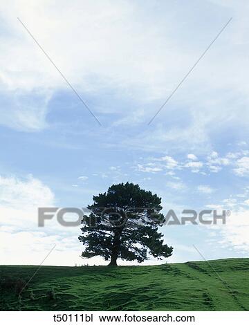 Stock Image - Lonely tree. Fotosearch