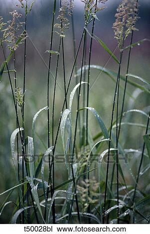 Stock Image - Long grass. Fotosearch