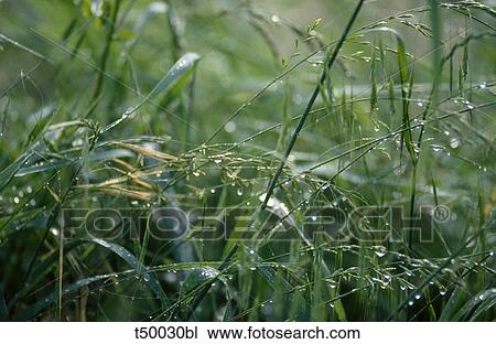 Long grass View Large Photo Image Stock Image - Long grass. Fotosearch