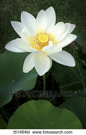Stock Image - Lotus flower. Fotosearch