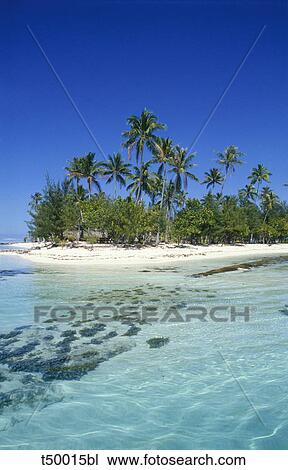 Maldives, palm trees and beach View Large Photo Image Stock Image - Maldives, palm trees and beach. Fotosearch