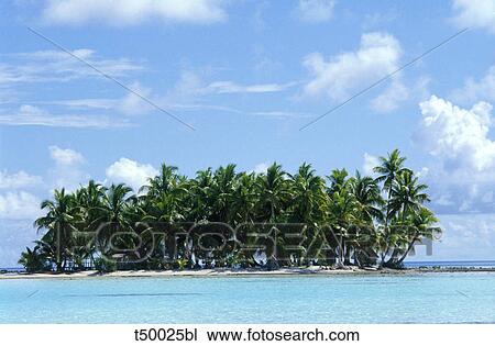 Maldives, palm trees and beach View Large Photo Image Stock Image - Maldives, palm trees and beach. Fotosearch