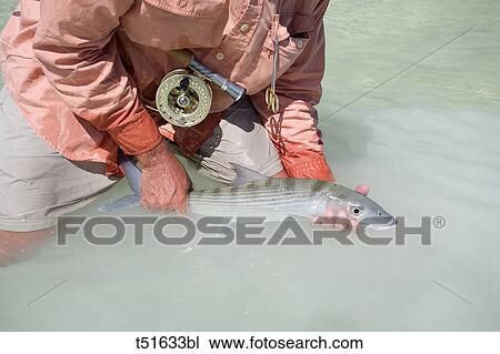Man holding bonefish caught while fly fishing on Abaco, Bahamas View Large Photo Image Stock Image - Man holding bonefish caught while fly fishing on Abaco, Bahamas. Fotosearch