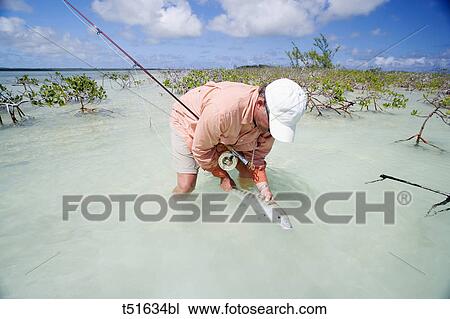 Man holding bonefish caught while fly fishing on Abaco, Bahamas View Large Photo Image Stock Image - Man holding bonefish caught while fly fishing on Abaco, Bahamas. Fotosearch