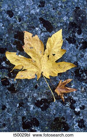 Maple leaf View Large Photo Image Stock Image - Maple leaf. Fotosearch