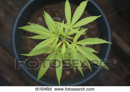Marijuana plant View Large Photo Image Stock Image - Marijuana plant. Fotosearch