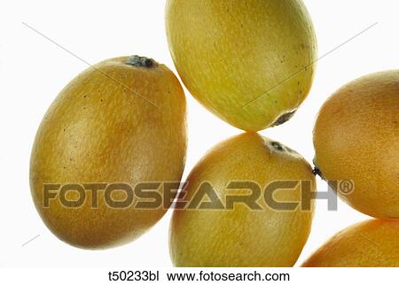 Medlars View Large Photo Image Stock Image - Medlars. Fotosearch