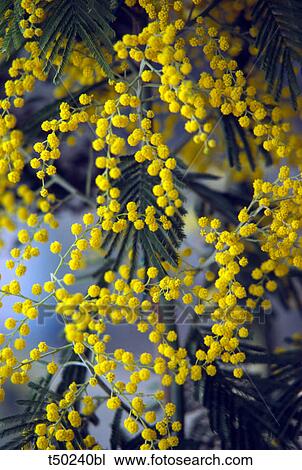 Mimosa View Large Photo Image Stock Image - Mimosa. Fotosearch