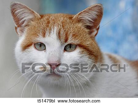 Stock Image - Mixed-breed cat. Fotosearch