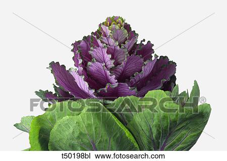 Ornamental cabbage View Large Photo Image Stock Image - Ornamental cabbage. Fotosearch