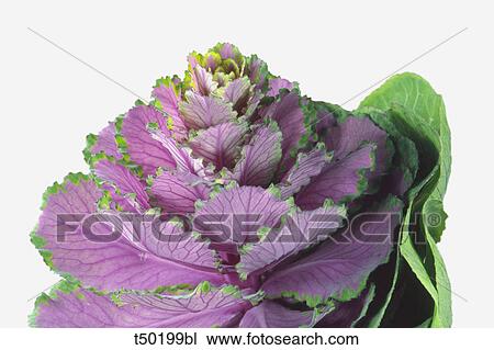 Ornamental cabbage View Large Photo Image Stock Image - Ornamental cabbage. Fotosearch