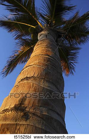 Stock Image - Palm tree in Los Cabos, Baja California Sur in Mexico. Fotosearch