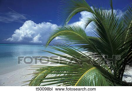 Stock Image - palm trees and beach. Fotosearch
