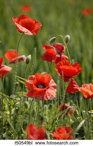 Poppies field View Large Photo Image Stock Image - Poppies field. Fotosearch