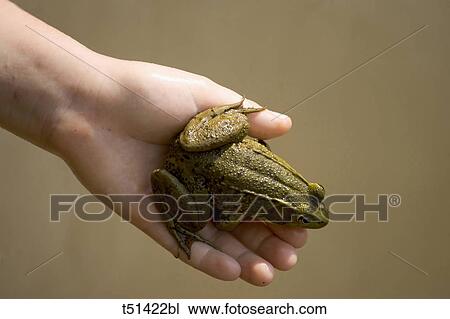 Portrait of a frog resting on a boys hand View Large Photo Image Stock Image - Portrait of a frog resting on a boys hand. Fotosearch