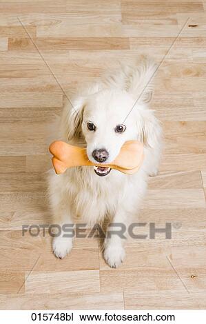 portrait of mongrel with dog bone in mouth View Large Photo Image Stock Image - portrait of mongrel with dog bone in mouth. Fotosearch