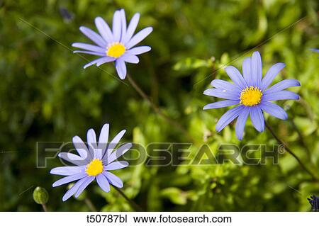 Purple daisies View Large Photo Image Stock Image - Purple daisies. Fotosearch