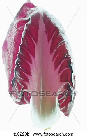 Stock Image - Radicchio leaf. Fotosearch