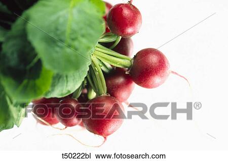Radish View Large Photo Image Stock Image - Radish. Fotosearch