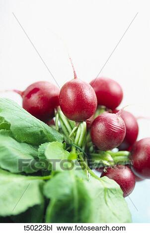 Radish View Large Photo Image Stock Image - Radish. Fotosearch