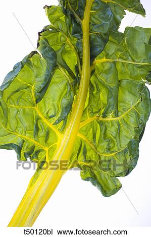 Rainbow Chard leaf View Large Photo Image Stock Image - Rainbow Chard leaf. Fotosearch