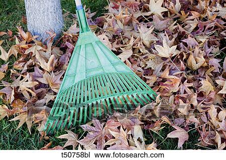 Rake and leaves View Large Photo Image Stock Image - Rake and leaves. Fotosearch