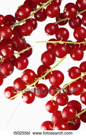 Red currant View Large Photo Image Stock Image - Red currant. Fotosearch