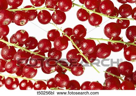 Red currant View Large Photo Image Stock Image - Red currant. Fotosearch