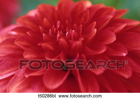Red flower close up View Large Photo Image Stock Image - Red flower close up. Fotosearch