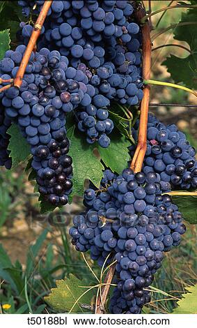 Red grapes View Large Photo Image Stock Image - Red grapes. Fotosearch