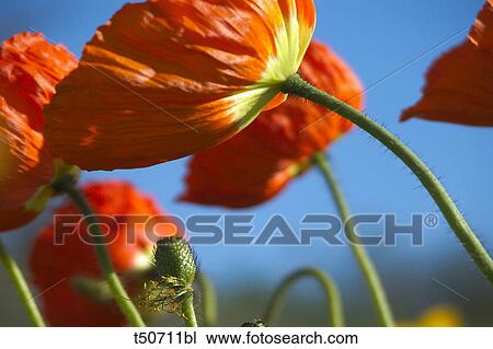 Stock Image - Red poppies. Fotosearch