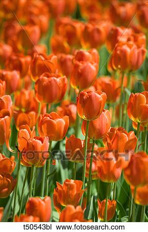 Red tulips View Large Photo Image Stock Image - Red tulips. Fotosearch